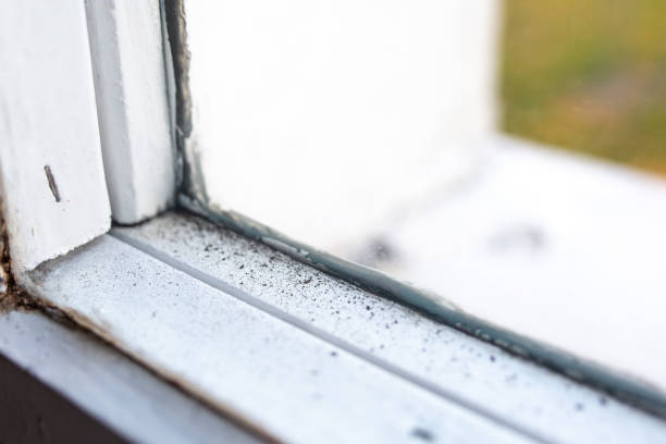Best Mold Odor Removal Services  in Williston, FL
