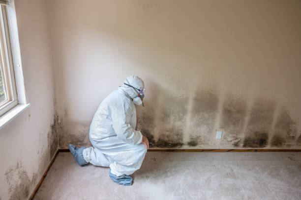 Best Mold Prevention Services  in Williston, FL